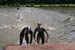 TRIATHLON 04 juin 2006 055